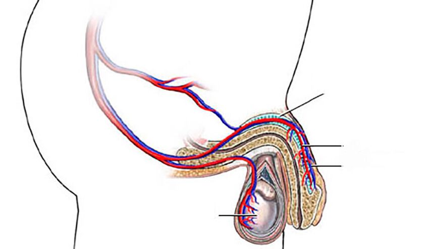La structure du pénis