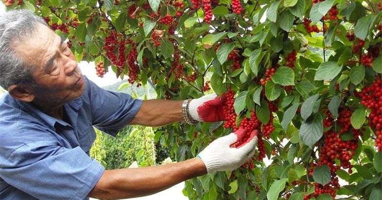 La citronnelle chinoise augmente l'efficacité